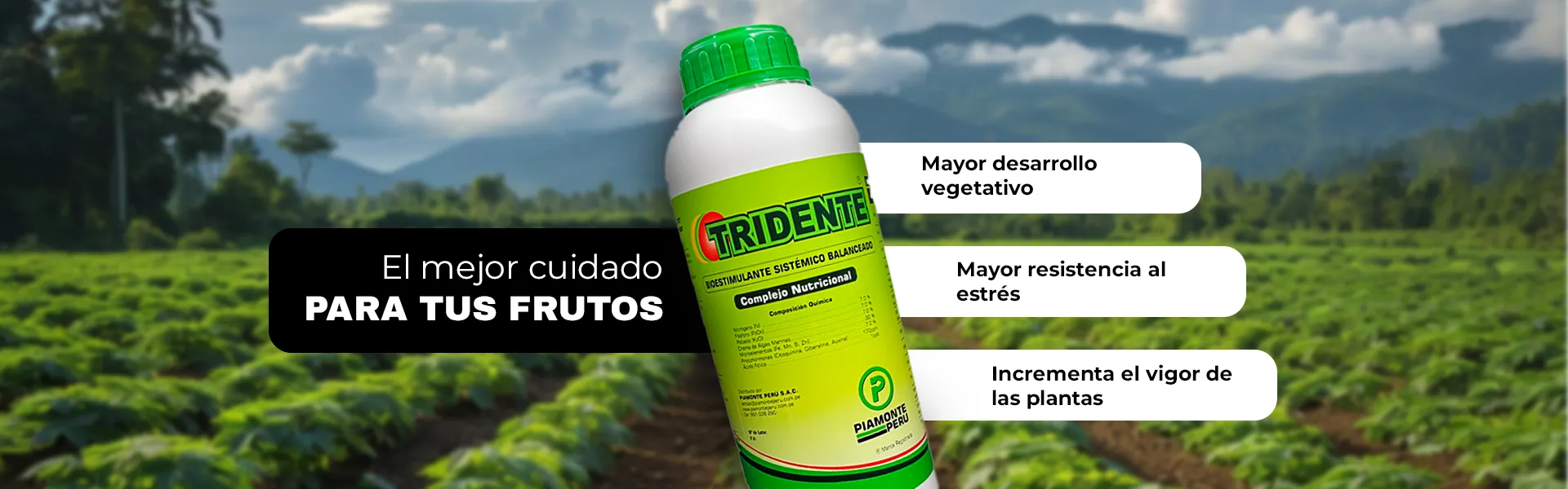 TRIDENTE WEB_